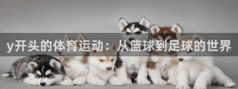 捷豹足球俱乐部：y开头的体育运动：从篮球到足球的世界